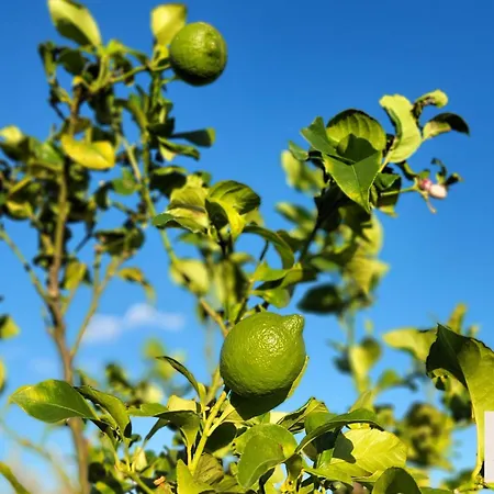 Villa Lolotte - Lecci