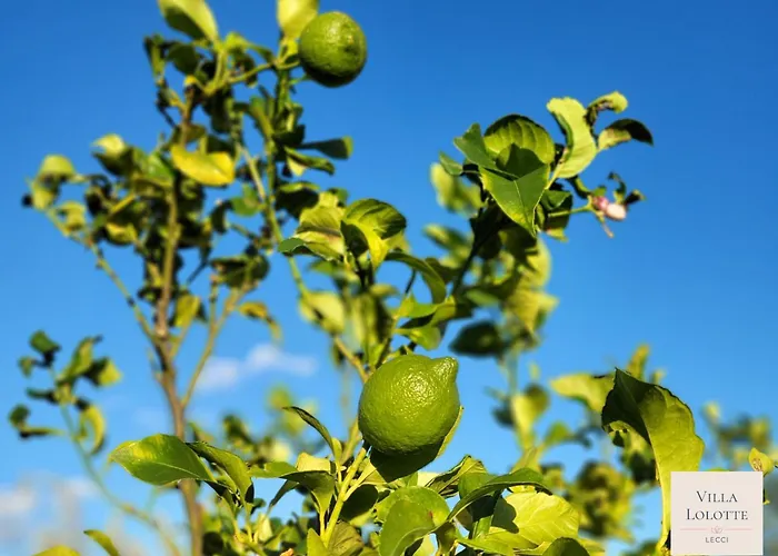 Villa Lolotte - Lecci